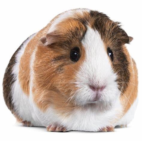 Norfolk Piggies