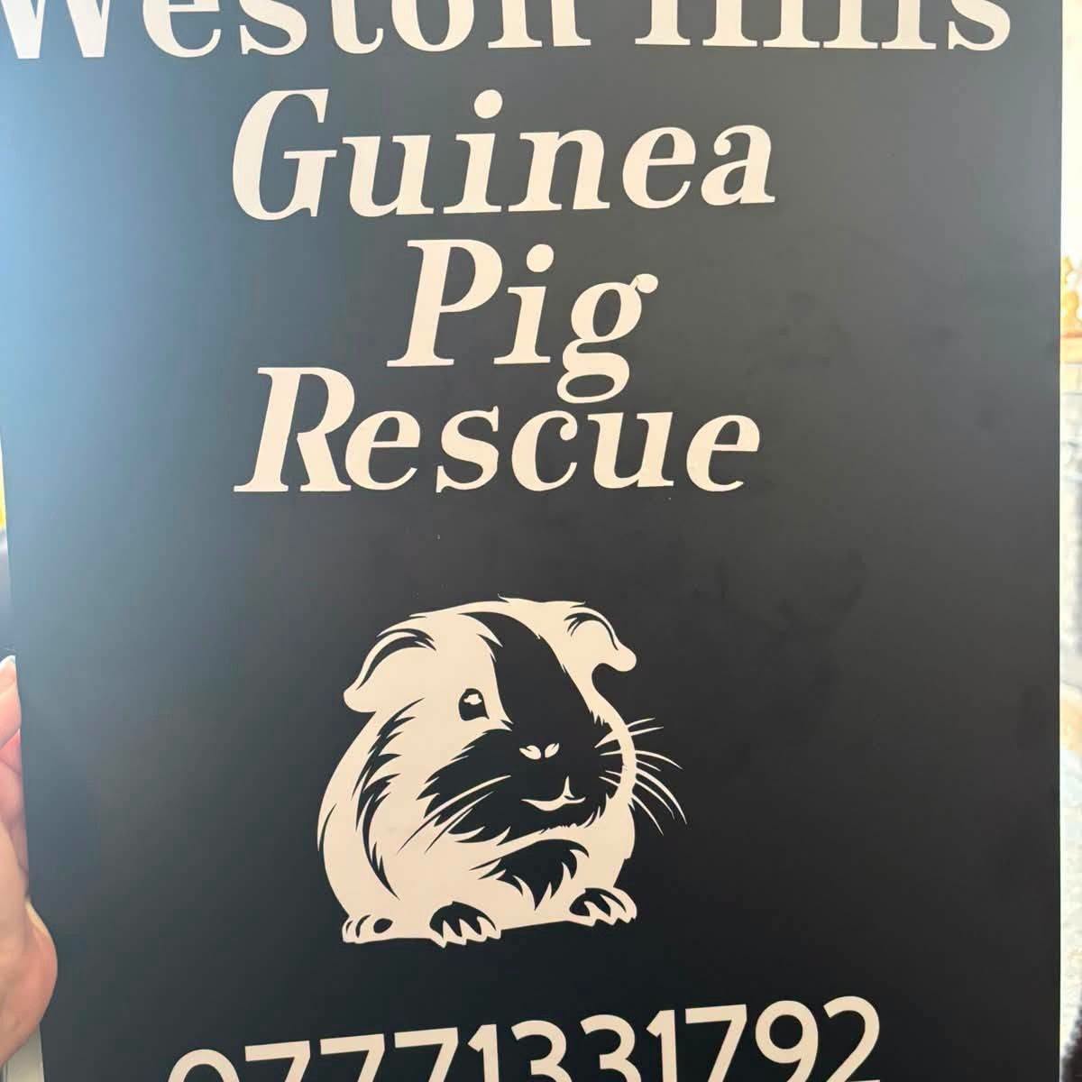 Guinea pig and rabbit rescue Weston hills