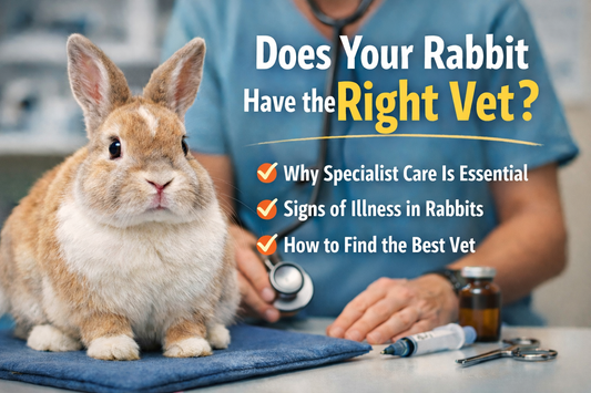 Does Your Rabbit Have the Right Vet?