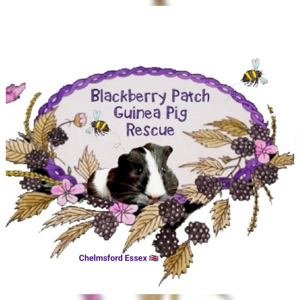 Blackberry Patch Guinea Pig Rescue image 0