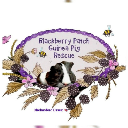 Blackberry Patch Guinea Pig Rescue image 0